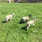Folly Hall Farm Bed & Breakfast