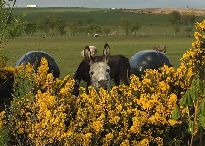 Folly Hall Farm Bed & Breakfast 3*