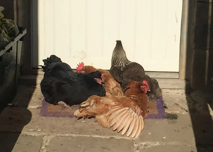 Bed & Breakfast Folly Hall Farm 3*