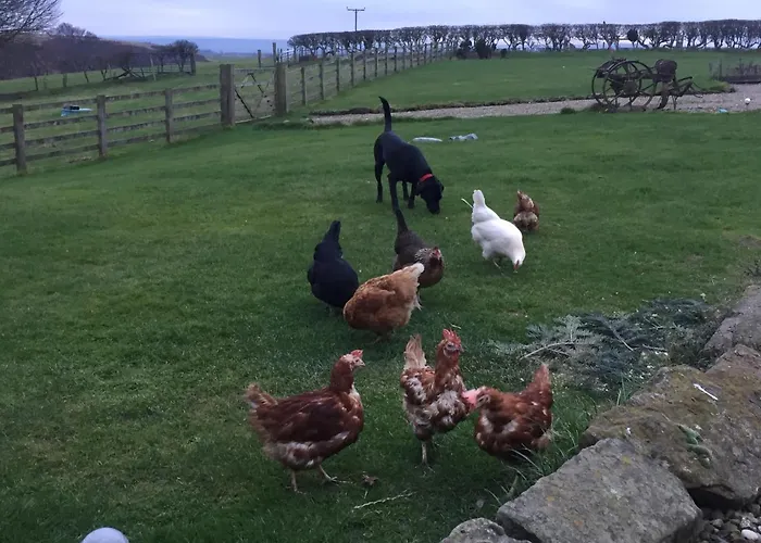 Bed & Breakfast Folly Hall Farm