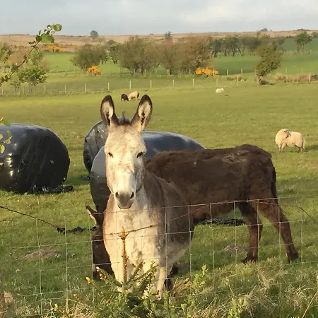 فندق مبيت وإفطار Folly Hall Farm