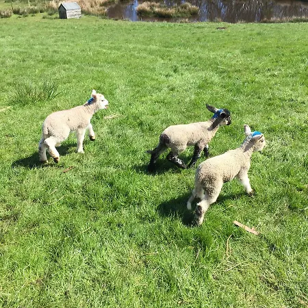 Folly Hall Farm Отель типа 