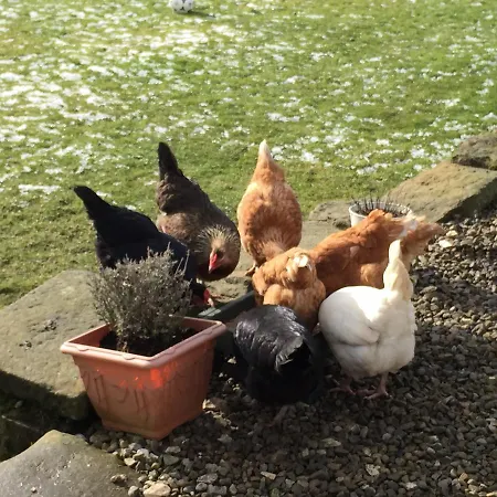 Folly Hall Farm فندق مبيت وإفطار