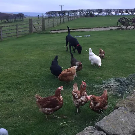 ベッド・アンド・ブレックファスト Folly Hall Farm