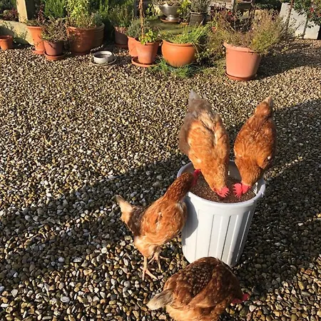 Folly Hall Farm 4* Ugthorpe