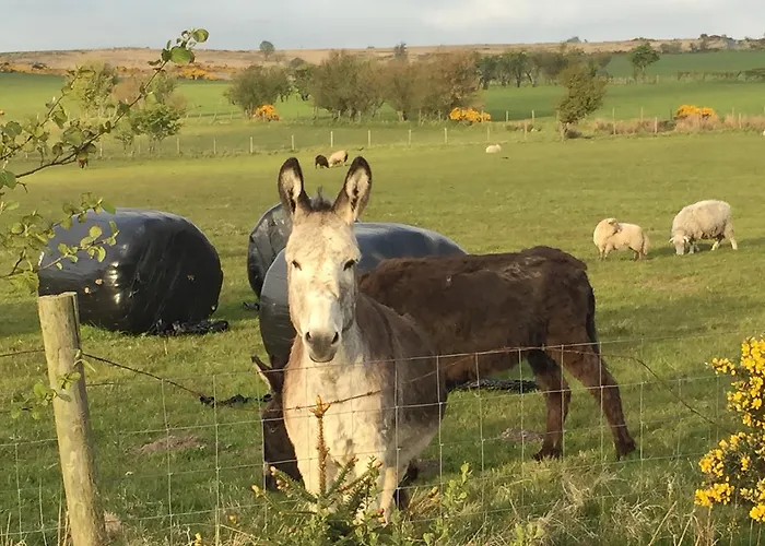 Bed & Breakfast Folly Hall Farm
