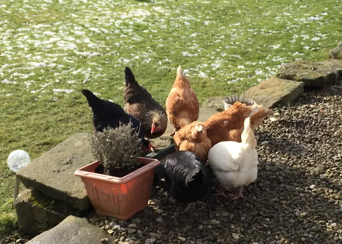 Folly Hall Farm Bed & Breakfast