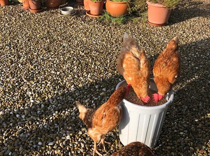 Folly Hall Farm 3* Ugthorpe